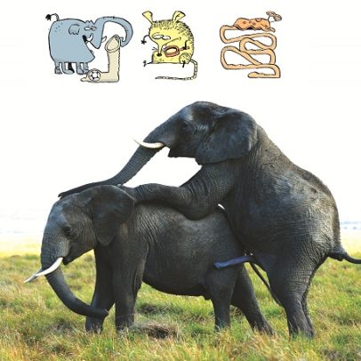 Qual é o animal com o maior pênis do mundo, segundo estudos