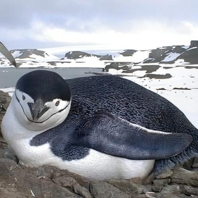 Pinguins da Antártida sofrem com mudanças climáticas após queda de krill em 80%