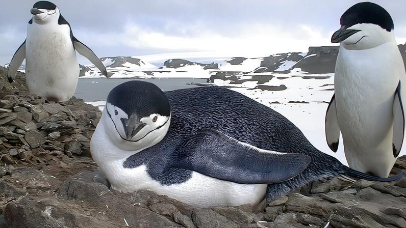Chinstrap penguins. Photo by: NOAA/Mike Goebel.