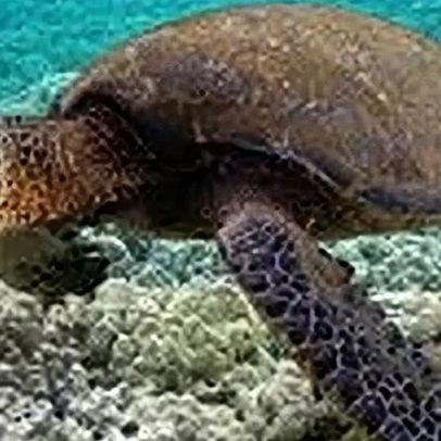 Descubra os 7 animais com as maiores características anatômicas do mundo