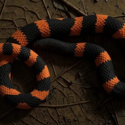 Nova serpente laranja-preta é encontrada no México