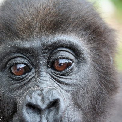 Maior turfeira tropical do mundo encontrada em florestas alagadas do Congo Basin