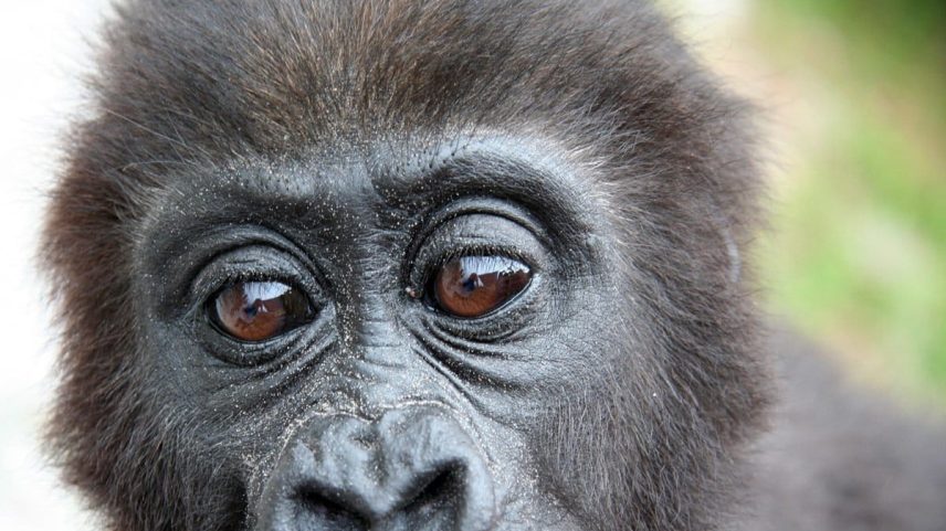 A vast area of peatlands in the swamp forests of the Congo Basin, known as the Cuvette Centrale peatlands, has just been mapped for the first time and shown to be the largest in all of the tropics.