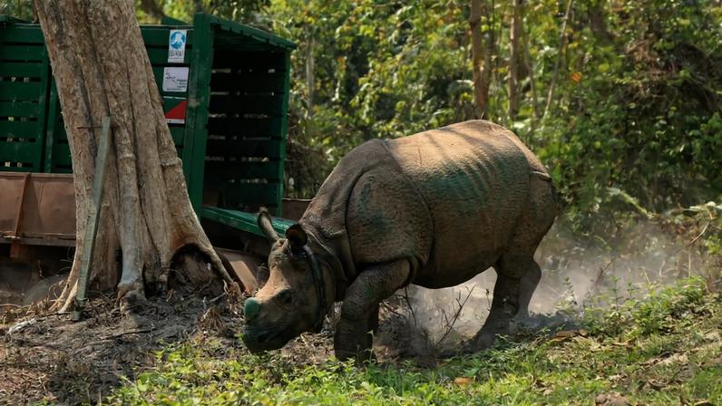 A greater one-horned rhino in Assam State’s Kaziranga National Park. Photo by Udayan Dasgupta for Mongabay.