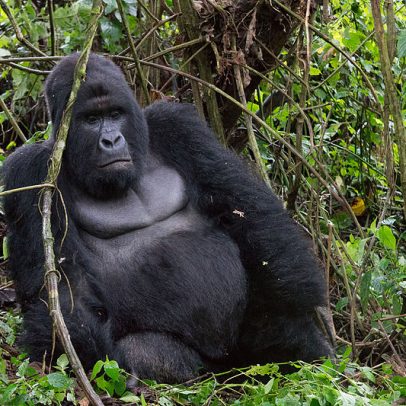 Seis funcionários mortos no ataque mais mortal ao Parque Nacional Virunga, Congo