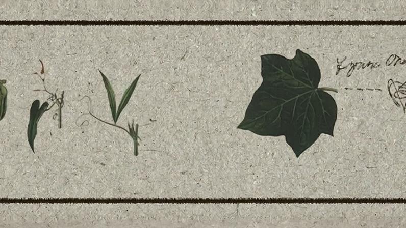Drawings of various leaves