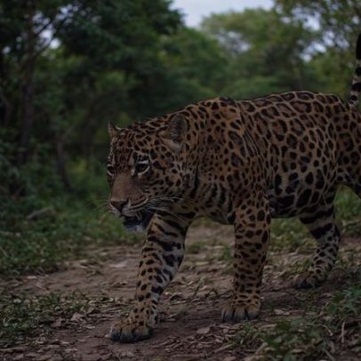 Tribunal equatoriano exige que Chevron pague US$9,5 bilhões em danos