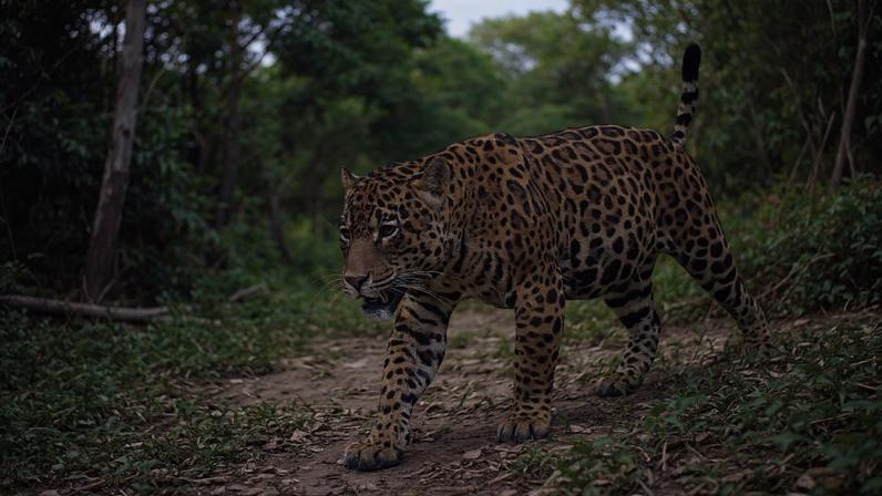 A jaguar crosses one of the paths in San Miguelito. These wild cats can be active night and day with peaks of activity in the morning and evening. Camera trap image by Duston Larsen/San Miguelito.