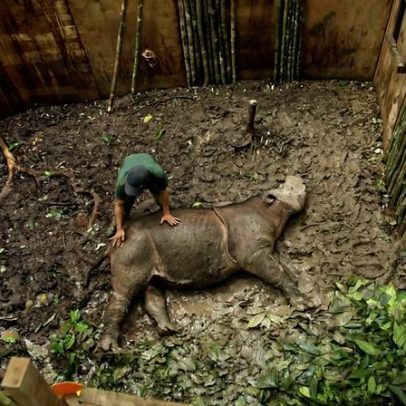 Rebanho de rinocerontes mortos é alvo de investigação