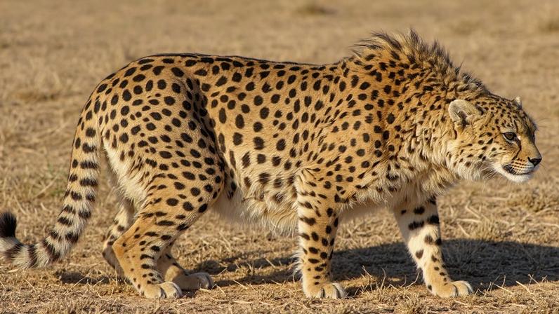 Up to five conservation researchers accused of spying by the Iranian government could face the death penalty if convicted, according to multiple media reports.