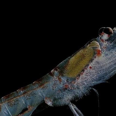 Águas mais quentes reduzem habitat de krill ao redor da Antártida