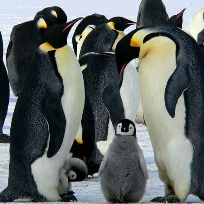Grande colônia de pinguins-imperadores sofre falha de reprodução catastrófica