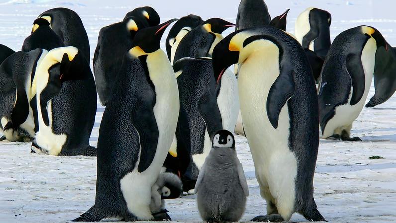 Emperor penguins need intact sea ice until the chicks are ready to leave their nesting grounds. Image by Christopher Michel via Flickr (CC BY 2.0)