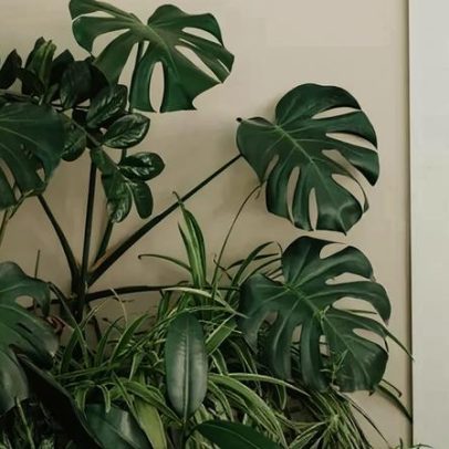 Costela-de-Adão: tudo sobre a planta de folhagem exuberante