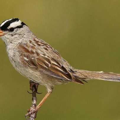 Pesticida popular ligado à perda de peso e atraso na migração de aves