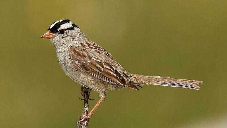 A white-crowned sparrow. Image by Wolfgang Wander via Wikimedia Commons (CC BY-SA 3.0).