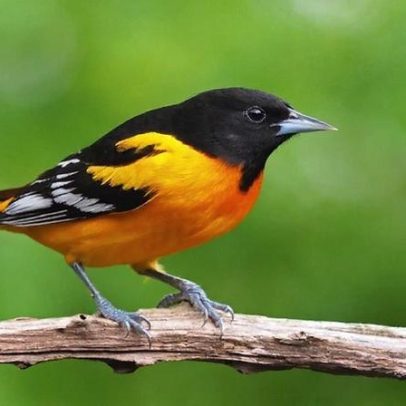 Crise crítica: América do Norte perde quase 3 bilhões de aves desde 1970