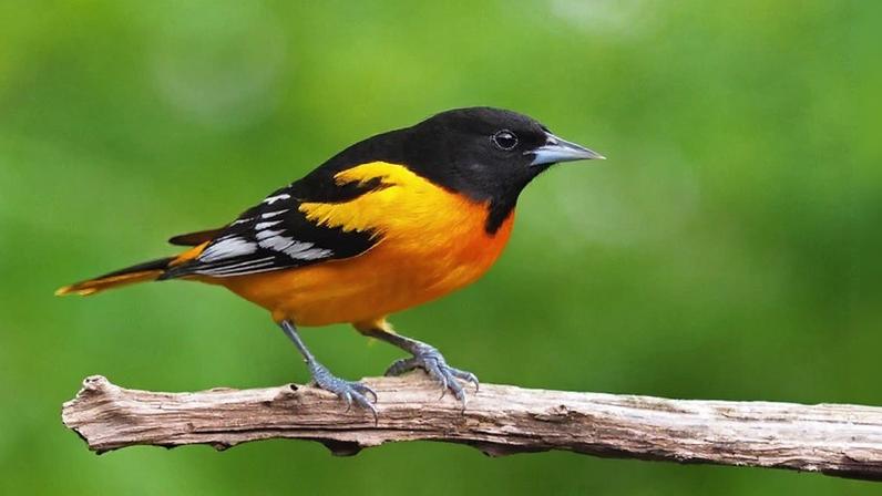Baltimore oriole. Image by Gary Mueller/Macaulay Library at Cornell Lab of Ornithology.