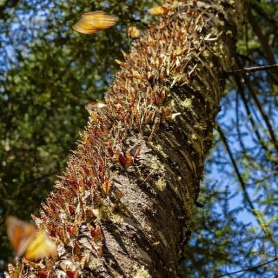 Duas mortes assustam na Reserva de Biosfera da Borboleta Monarca, México