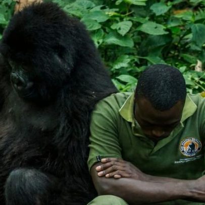 Doze guardas mortos em novo incidente no Parque Virunga