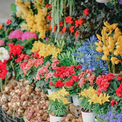 10 flores para presentear em vasos ou arranjos no Dia das Mães