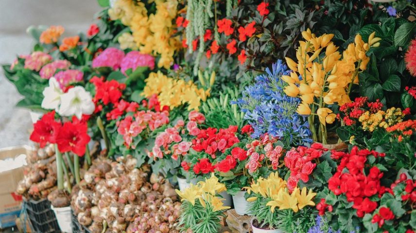 10 flores para presentear em vasos ou arranjos no Dia das Mães