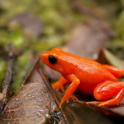 Minas e comunidade tentam salvar a pequena rã mantella dourada