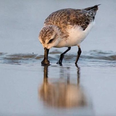 Estudo quantifica impacto da caça nas aves costeiras migratórias