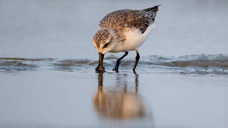 Banner image of a critically endangered Spoon-billed sandpiper (Calidris pygmaea), a small wader that has an estimated less than 500 breeding population in the wild. Image by Yann Muzika