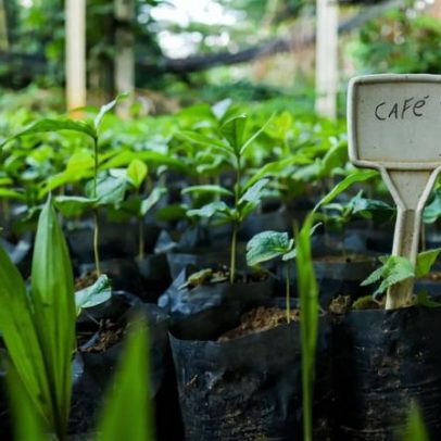 Café agroflorestal oferece alternativa sustentável aos produtores da Amazônia