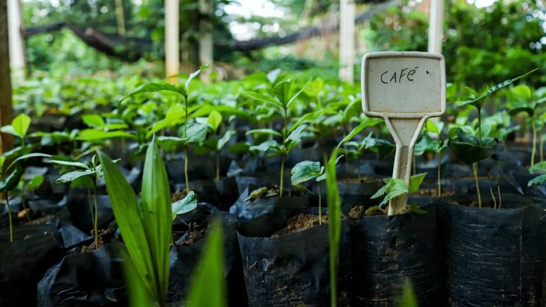 Farmer João Nilton Julião on his agroforestry coffee farm. Image courtesy of Idesam.