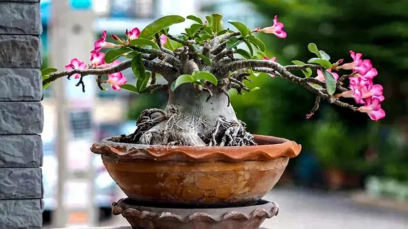 Adenium obesum tree or Desert rose in the pot (Foto: Getty Images/iStockphoto) — Foto: Casa Vogue
