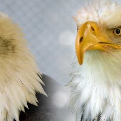Vida e novas extremidades: impressoras 3D salvam animais feridos