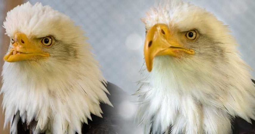 Beauty the eagle before and after the prosthetic beak. Image courtesy of Janie Veltkamp.