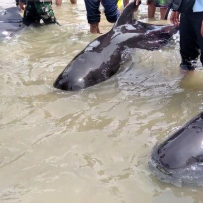 Fome e desorientação causam encalhe em massa de baleias-piloto na Indonésia