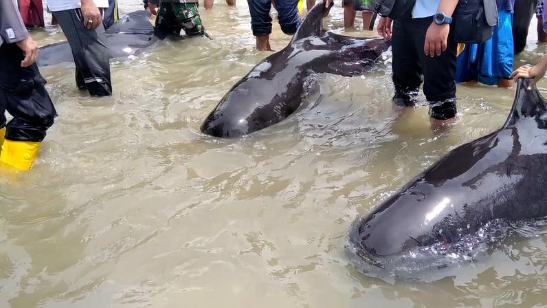 Some of the stranded short-finned pilot whales on Madura Island. Image courtesy of the Marine and Coastal Resources Management Agency in Denpasar, Bali.