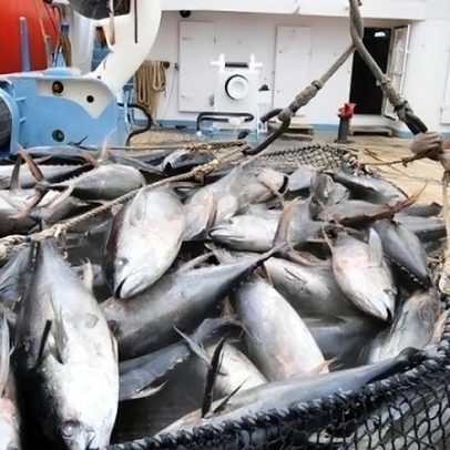 Plano fraco para salvar o atum do Oceano Índico desaponta conservacionistas