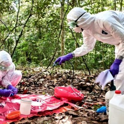 Reduzir atividades humanas arriscadas já para evitar novas pandemias, dizem cientistas