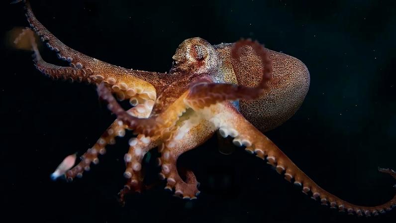 Foto de polvo no fundo do mar.