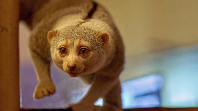 A slow loris. Primates alone carry 77 known zoonotic virus, even-toed ungulates host 62, and carnivores 41. Image by Vladimir Buynevich via Flickr (CC BY 2.0).