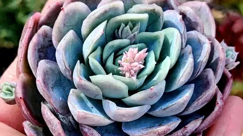 (Foto: Reprodução / Instagram/ @babysucculents_) — Foto: Casa Vogue