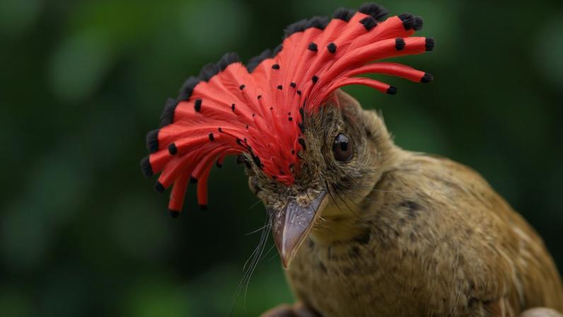 Amazonian royal flycatcher (Onychorhynchus coronatus), one of the 77 bird species analyzed in the new study.