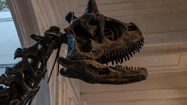 Representação de esqueleto do carnotauro no Museu de Zoologia da USP