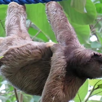Pontes no céu ajudam preguiças a salvo em Costa Rica
