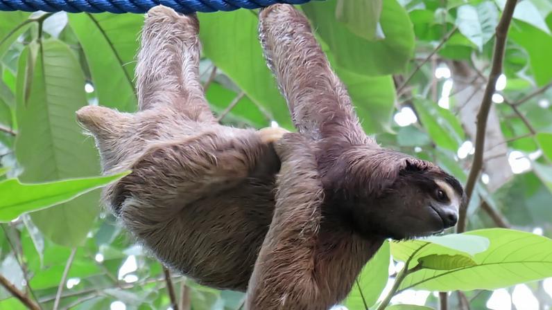 Tamara Ávila, second from left, and colleagues Dayber Barker, right, and Francisco Rodríguez install a rope bridge for sloths outside the home of Ana Baltodano and Michael Chizkov. Image by Monica Pelliccia.