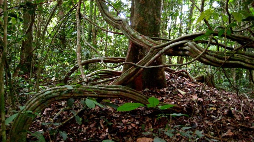 Congo Basin rainforest