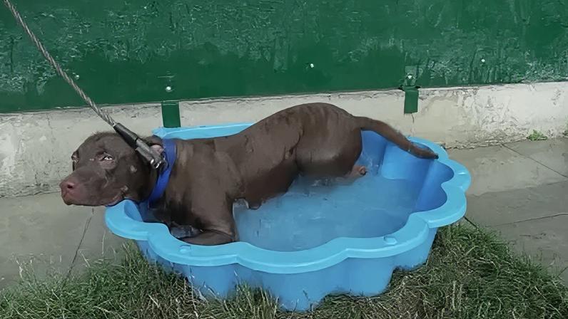 Cachorro usa piscina para se refrescar em meio à onda de calor em Paris, na França