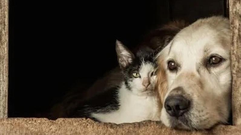 Gatos e cachorros chegam aos lares de diversas formas