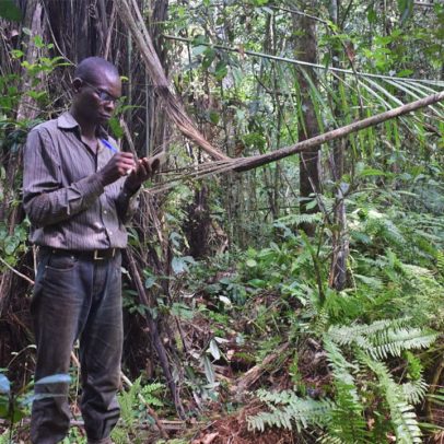 No Congo, sumidouro de carbono único pode ser explorado para petróleo