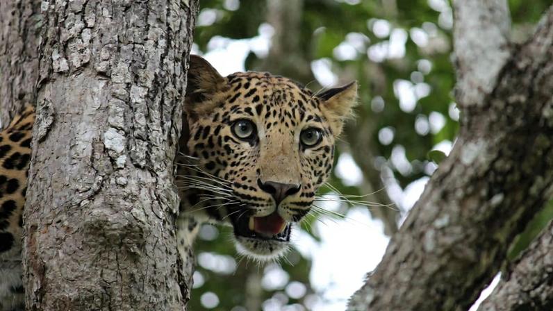 Large animals, including big cats like leopards, and even elephants, are the victims of snares.